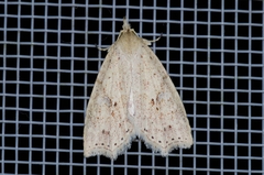 Olulis puncticinctalis