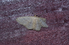 Idaea neovalida