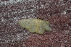 Idaea neovalida