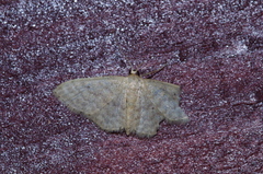 Idaea neovalida