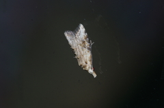 Peragrarchis syncolleta