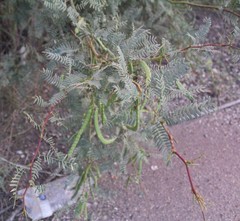 Prosopis odorata