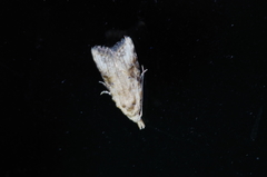 Peragrarchis syncolleta