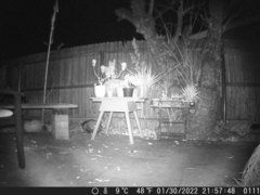 Didelphis virginiana