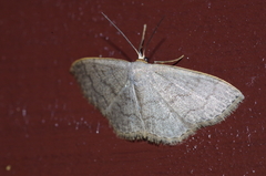 Scopula plumbearia