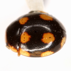 Hyperaspis troglodytes