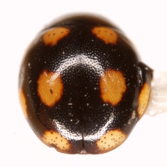 Hyperaspis troglodytes