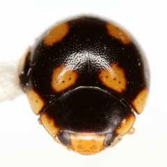 Hyperaspis troglodytes