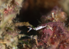 Thuridilla albopustulosa
