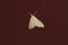 Xanthopsamma aurantialis