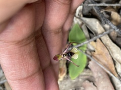 Chiloglottis seminuda