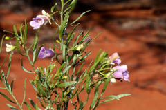 Eremophila sturtii