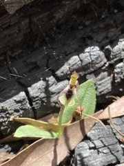 Chiloglottis seminuda