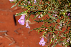 Eremophila sturtii