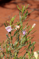 Eremophila sturtii