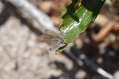 Theclinesthes albocincta