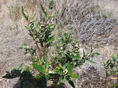 Theclinesthes albocincta