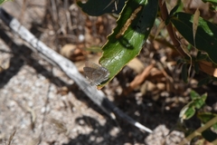 Theclinesthes albocincta