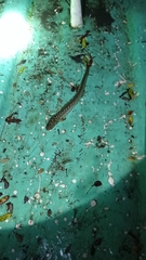 Gobioides broussonnetii