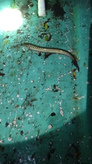 Gobioides broussonnetii