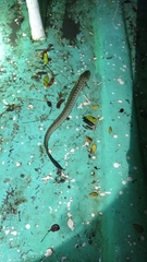 Gobioides broussonnetii