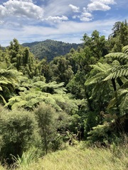 Metrosideros robusta