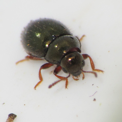 Lioligus nitidus