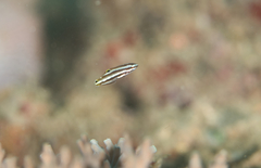 Halichoeres prosopeion