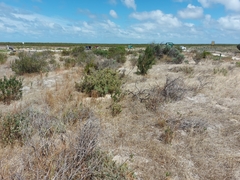 Theclinesthes albocincta