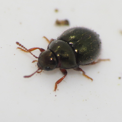 Lioligus nitidus