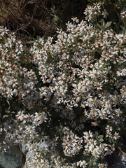 Olearia moschata