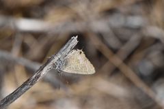 Theclinesthes albocincta