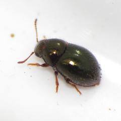 Lioligus nitidus