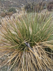 Nolineae