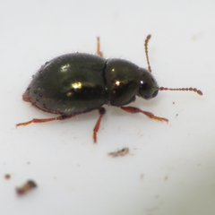 Lioligus nitidus