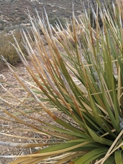 Nolineae