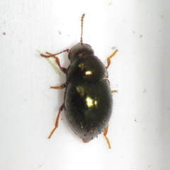 Lioligus nitidus