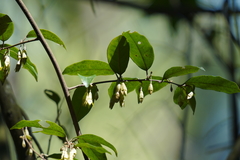 Elaeagnus loureirii