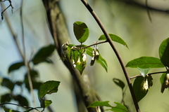 Elaeagnus loureirii
