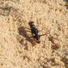 Hypaetha biramosa