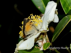 Pingasa ruginaria pacifica