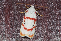 Cyana unipunctata