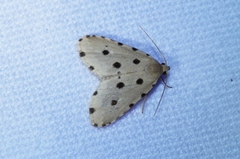 Metaemene atrigutta maculata