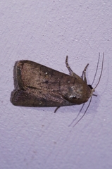 Athetis stellata