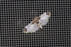 Analyta apicalis