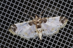 Analyta apicalis