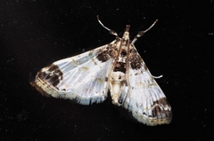 Analyta apicalis