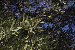 Capparis loranthifolia