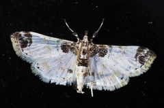 Analyta apicalis