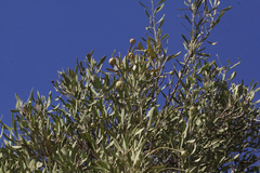 Capparis loranthifolia